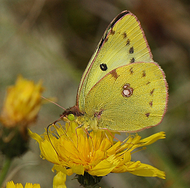 Gul høsommerfugl, Colias hyale han. Bøtø diget, Falster, Danmark 7 august 2011. Fotograf: Lars Andersen