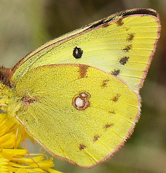 Gul høsommerfugl, Colias hyale han. Bøtø diget, Falster, Danmark 7 august 2011. Fotograf: Lars Andersen