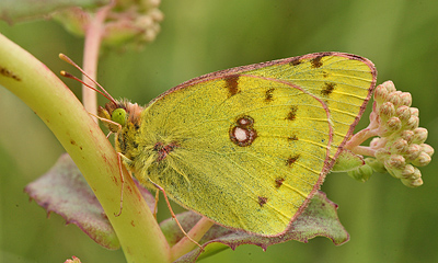 Gul hsommerfugl, Colias hyale han. Bt diget, Falster, Danmark 7 august 2011. Fotograf: Lars Andersen