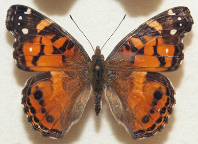 Amerikansk Tidselsommerfugl, Vanessa virginiensis. Coembra, Portugal. September 2011. Coll.; Morten S. Mlgaard