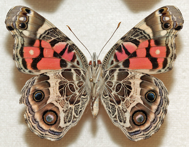 Amerikansk Tidselsommerfugl, Vanessa virginiensis. Coembra, Portugal. September 2011. Coll.; Morten S. Mlgaard