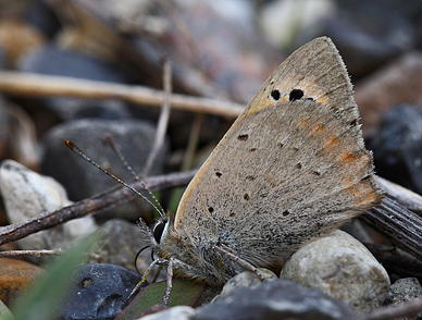 Lille Ildfugl, Lycaena plhaeas. Hrblle Pynt, Mn d. 8 Oktober 2011. Fotograf Lars Andersen