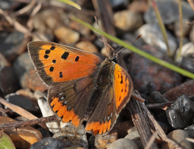 Lille Ildfugl, Lycaena plhaeas. Hrblle Pynt, Mn d. 8 Oktober 2011. Fotograf Lars Andersen