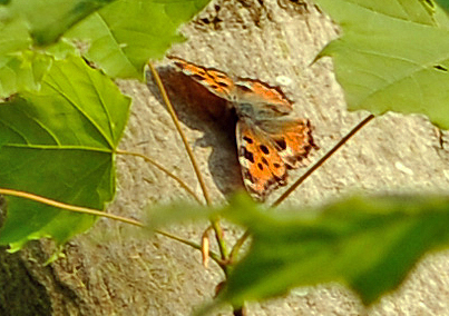 Kirsebrtakvinge, Nymphalis polychloros hun. Lolland d. 11 maj 2011. Fotograf; Tubas Lkkegaard 