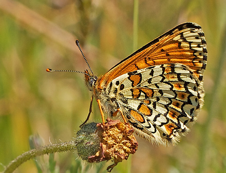 Okkergul Pletvinge, Melitaea cinxia. Addit Hede d. 3 Juni 2011. Fotograf; John Strange Petersen