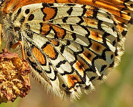 Okkergul Pletvinge, Melitaea cinxia. Addit Hede d. 3 Juni 2011. Fotograf; John Strange Petersen