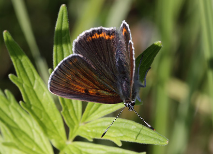 Violetrandet Ildfugl, Lycaena hippothoe hun. Brandbjerg, Hornsherred, Sjlland d. 11 juni 2011. Fotograf; Henrik S. Larsen