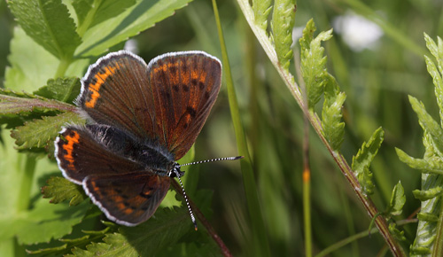 Violetrandet Ildfugl, Lycaena hippothoe hun. Brandbjerg, Hornsherred, Sjlland d. 12 juni 2011. Fotograf; Henrik S. Larsen