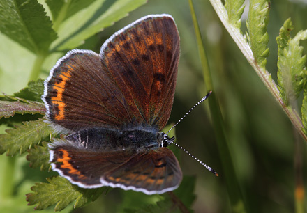 Violetrandet Ildfugl, Lycaena hippothoe hun. Brandbjerg, Hornsherred, Sjlland d. 12 juni 2011. Fotograf; Henrik S. Larsen