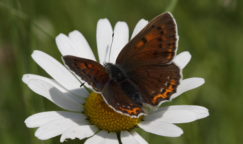 Violetrandet Ildfugl, Lycaena hippothoe hun. Brandbjerg, Hornsherred, Sjlland d. 12 juni 2011. Fotograf; Henrik S. Larsen