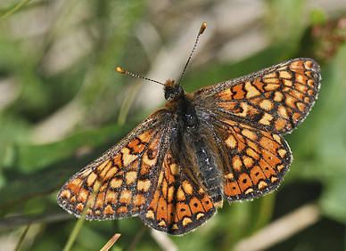 Hedepletvinge  Euphydryas aurinia. Lundby Hede, Himmerland, Jjylland. d. 4 Juni 2011. Fotograf: Troells Melgaard