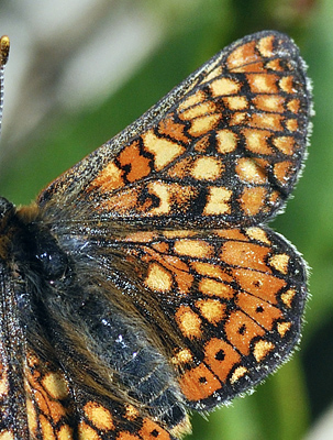 Hedepletvinge  Euphydryas aurinia. Lundby Hede, Himmerland, Jjylland. d. 4 Juni 2011. Fotograf: Troells Melgaard