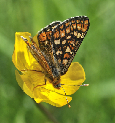 Hedepletvinge  Euphydryas aurinia. Lundby Hede, Himmerland, Jjylland. d. 4 Juni 2011. Fotograf: Troells Melgaard