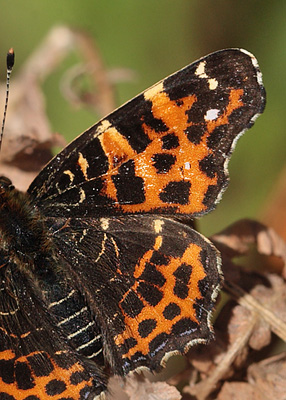 Nldesommerfugl, Araschina levana han. Krageskov, Sjlland d. 9 maj 2012. Fotograf Lars Andersen