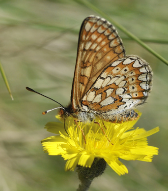 Hedepletvinge  Euphydryas aurinia. Lundby Hede, Himmerland, Jjylland. d. 4 Juni 2011. Fotograf: Troells Melgaard