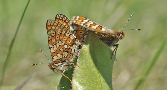 Hedepletvinge  Euphydryas aurinia parring. Lundby Hede, Himmerland, Jjylland. d. 4 Juni 2011. Fotograf: Troells Melgaard