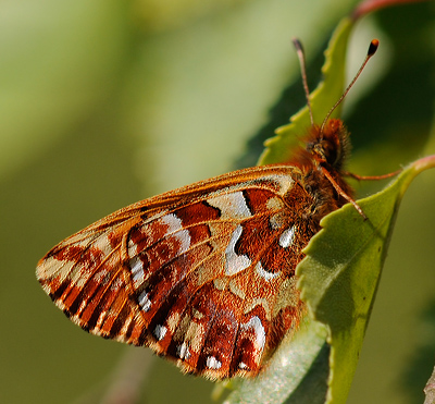 Moseperlemorsommerfugl, Boloria aquilonaris. Mols Bjerge, Djursland d. 11 juni 2011. Fotograf Tubas Lkkegaard