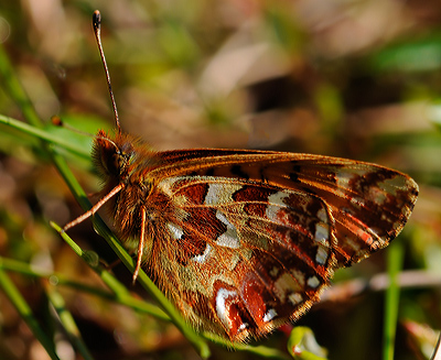 Moseperlemorsommerfugl, Boloria aquilonaris. Mols Bjerge, Djursland d. 11 juni 2011. Fotograf Tubas Lkkegaard