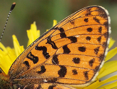 Rødlig Perlemorsommerfugl, Boloria euphrosyne hun. Store Bøgeskov ved Gyrstinge Sø. d. 29 Maj 2011. Fotograf: Lars Andersen