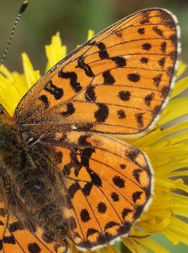 Rdlig Perlemorsommerfugl, Boloria euphrosyne hun. Store Bgeskov ved Gyrstinge S. d. 29 Maj 2011. Fotograf: Lars Andersen