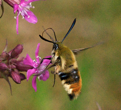 Smalrandet Humlebisværmer, Hemaris tityus. Stenholt Skov, Engesvang, Midtjylland, Danmark. d. 5 Juni 2011. Fotograf: Troells Melgaard