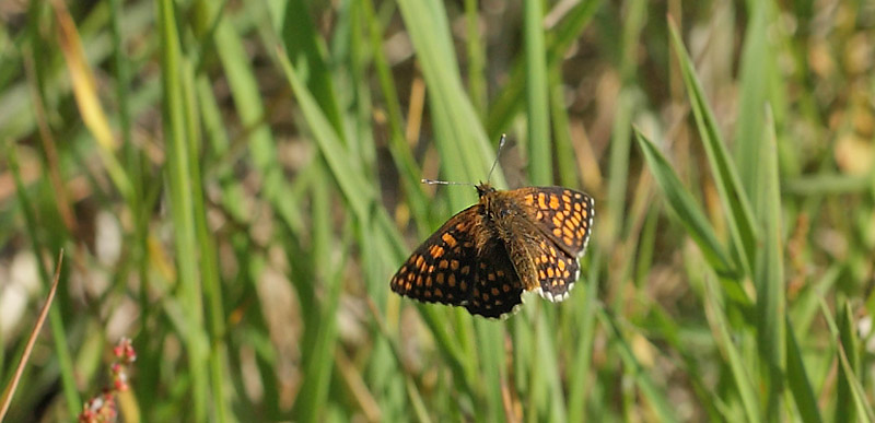 Brun pletvinge, Melitaea athalia. Addit Hede d. 3 Juni 2011. Fotograf; Lars Andersen