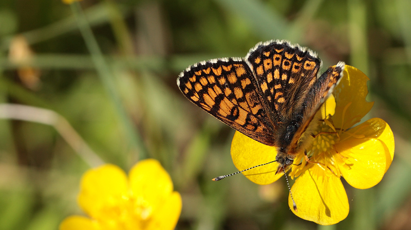 Okkergul Pletvinge, Melitaea cinxia. Addit Hede, Jylland. d. 3 Juni 2011. Fotograf: Lars Andersen