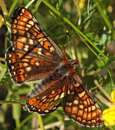 Hedepletvinge  Euphydryas aurinia. Lundby Hede, Himmerland, Jjylland. d. 4 Juni 2011. Fotograf: Lars Andersen