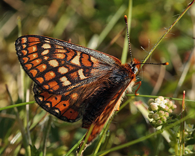 Hedepletvinge  Euphydryas aurinia hun. Lundby Hede, Himmerland, Jjylland. d. 4 Juni 2011. Fotograf: Lars Andersen