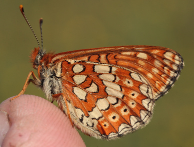 Hedepletvinge  Euphydryas aurinia. Lundby Hede, Himmerland, Jjylland. d. 4 Juni 2011. Fotograf: Lars Andersen