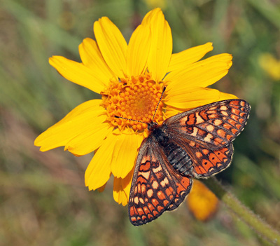 Hedepletvinge Euphydryas aurinia. Lundby Hede, Himmerland, Jjylland. d. 4 Juni 2011. Fotograf: Lars Andersen