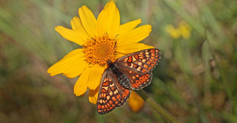 Hedepletvinge  Euphydryas aurinia. Lundby Hede, Himmerland, Jjylland. d. 4 Juni 2011. Fotograf: Lars Andersen