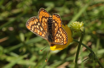 Hedepletvinge  Euphydryas aurinia. Lundby Hede, Himmerland, Jjylland. d. 4 Juni 2011. Fotograf: Lars Andersen