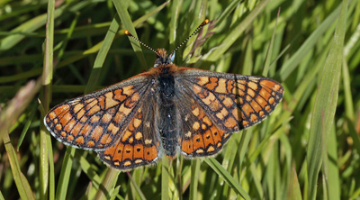 Hedepletvinge  Euphydryas aurinia. Lundby Hede, Himmerland, Jjylland. d. 4 Juni 2011. Fotograf: Lars Andersen