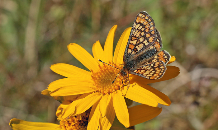 Hedepletvinge  Euphydryas aurinia. Lundby Hede, Himmerland, Jjylland. d. 4 Juni 2011. Fotograf: Lars Andersen