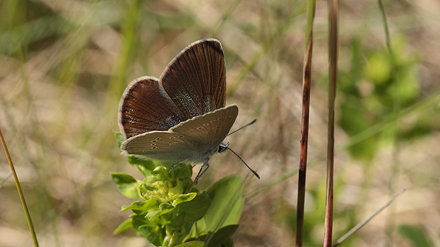 Engblfugl, Polyommatus semiargus hun. Drastrup Grusgrav, Aalborg  d.  4 juni 2011. Fotograf: Lars Andersen