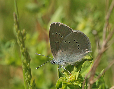 Engblfugl, Polyommatus semiargus hun. Drastrup Grusgrav, Aalborg  d.  4 juni 2011. Fotograf: Lars Andersen