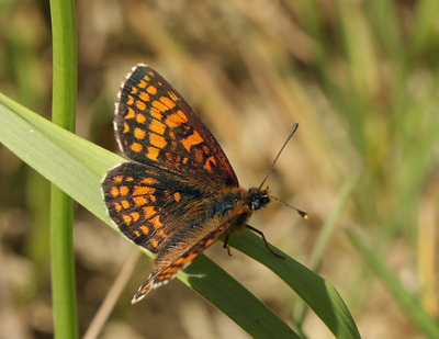 Brun pletvinge, Melitaea athalia. Addit Hede d. 5 Juni 2011. Fotograf; Lars Andersen