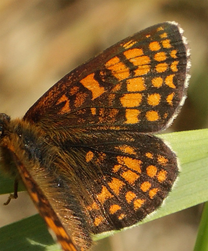 Brun pletvinge, Melitaea athalia. Addit Hede d. 5 Juni 2011. Fotograf; Lars Andersen