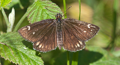 Spejlbredpande, Heteropterus morpheus hun. d. 16 juli 2011 på Falster. Fotograf: Tubas Løkkegaard