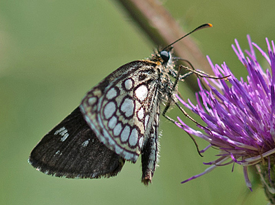 Spejlbredpande, Heteropterus morpheus han. d. 16 juli 2011 på Falster. Fotograf: Tubas Løkkegaard