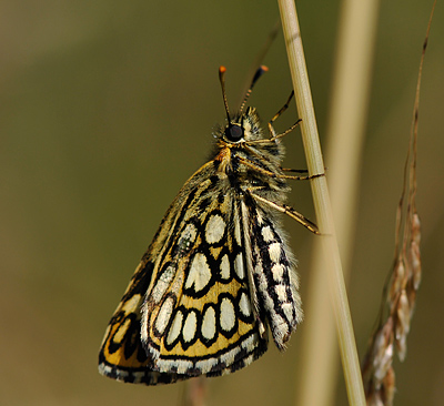 Spejlbredpande, Heteropterus morpheus hun. d. 19 juli 2011 på Falster. Fotograf: Tubas Løkkegaard