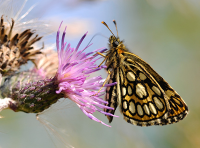 Spejlbredpande, Heteropterus morpheus hun. d. 19 juli 2011 på Falster. Fotograf: Tubas Løkkegaard