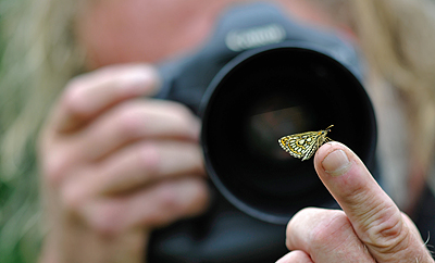 Spejlbredpande, Heteropterus morpheus hun. d. 21 juli 2011 på Falster. Fotograf: Tubas Løkkegaard