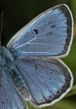 Sortplettet blåfugl, Maculinea arion. Høvbleget d. 3 juli - 2011. Fotograf: Lars Andersen
