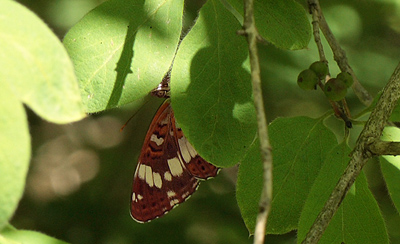 Hvid Admiral, Limenitis camilla hun som lgger g p Dunet Gedeblad, Lonicera xylosterum. Kongelunden, Amager d, 10 juli 2011. Fotograf: Lars Andersen