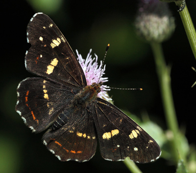 Nldesommerfugl, Araschina levana. Ganneskov, Sjlland, d. 12 juli 2011. Fotograf Lars Andersen