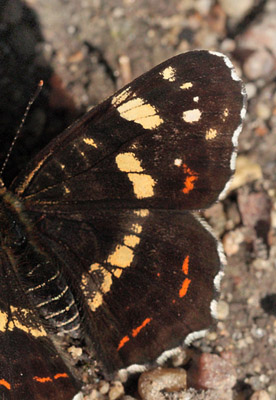 Nldesommerfugl, Araschina levana. Ganneskov, Sjlland, d. 12 juli 2005. Fotograf Lars Andersen