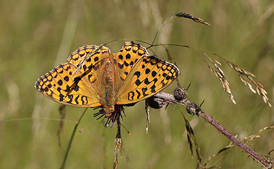Skovperlemorsommerfugl, Argynnis adippe hun. Tureby, stsjlland. 12 juli 2011. Fotograf: Lars Andersen