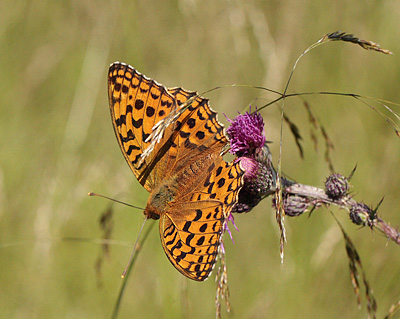 Skovperlemorsommerfugl, Argynnis adippe hun. Tureby, stsjlland. 12 juli 2011. Fotograf: Lars Andersen